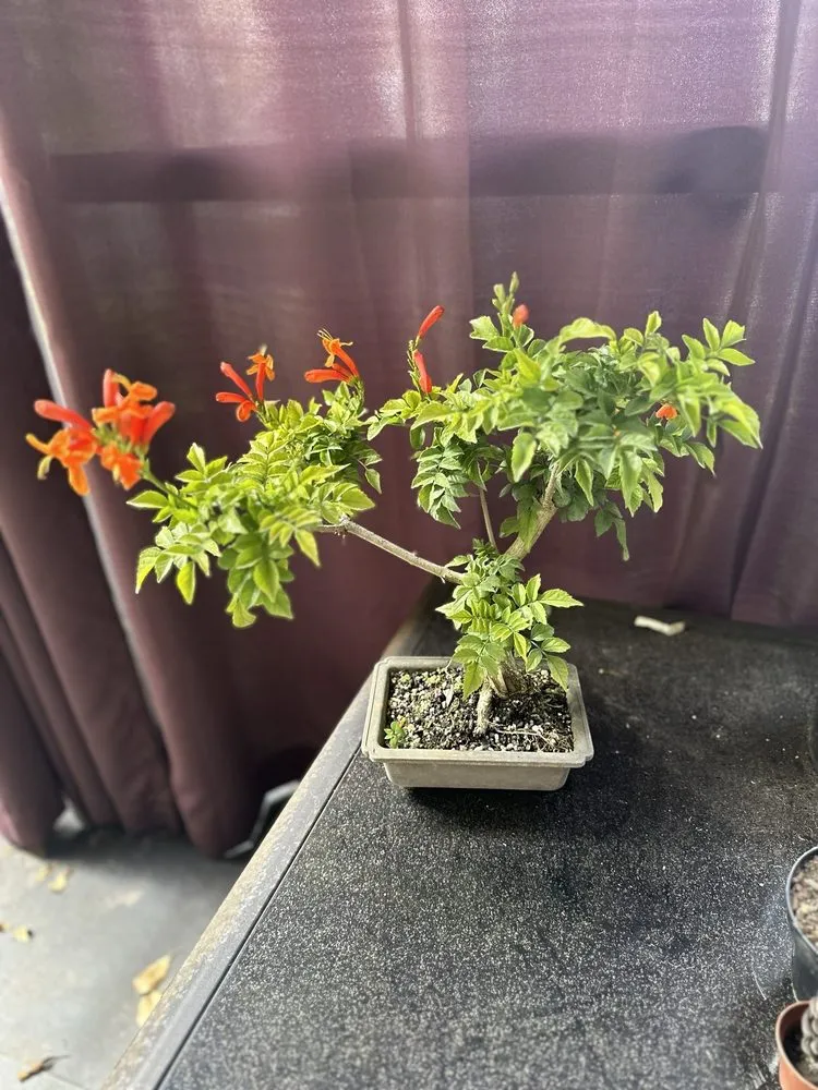 Professional yard cleanup service in Miami, FL - Miami Bonsai Specialists