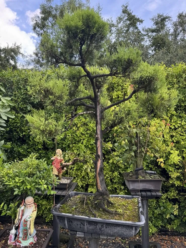 Top-rated residential landscaping for beautiful yards across Miami, FL - Miami Bonsai Specialists