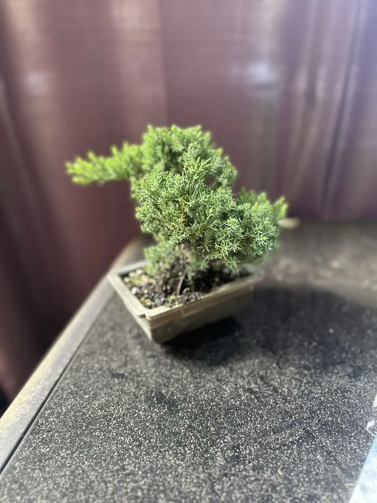 Top-rated landscape installation in Miami, FL by Miami Bonsai Specialists