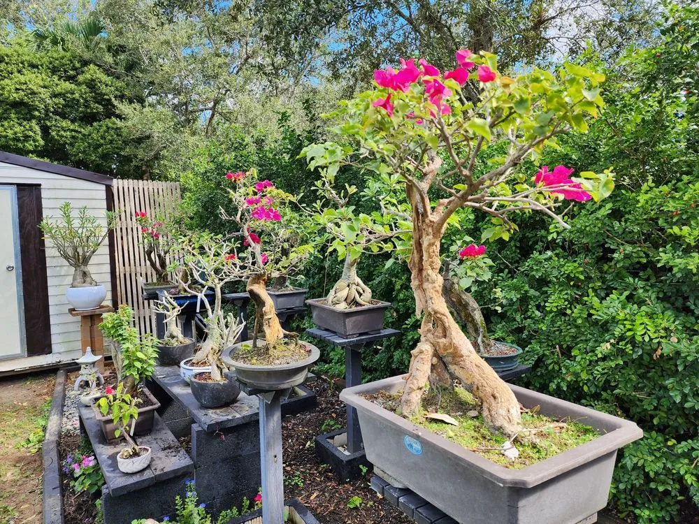 Reliable outdoor landscaping experts serving Miami, FL - Miami Bonsai Specialists