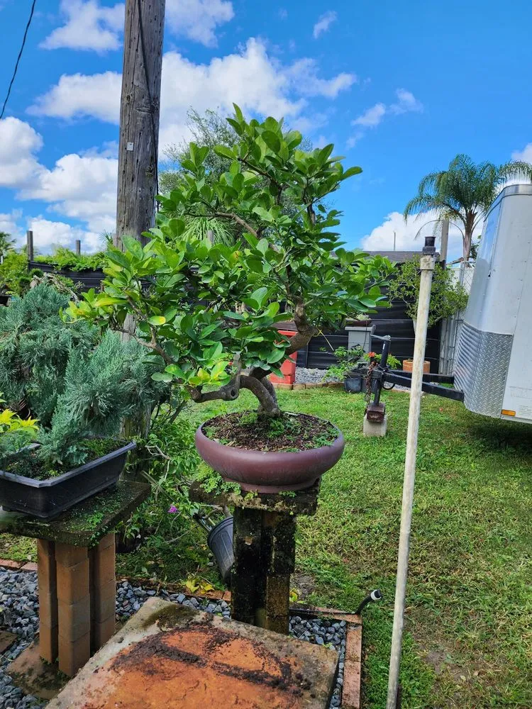 Professional landscape design for outdoor upgrades in Miami, FL by Miami Bonsai Specialists