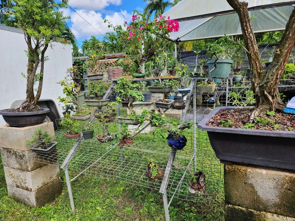 Local outdoor landscaping in Miami, FL - Miami Bonsai Specialists