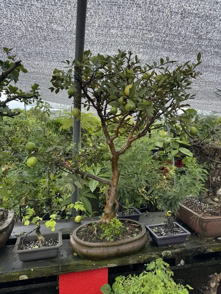 Local landscape design experts serving Miami, FL - Miami Bonsai Specialists