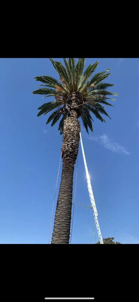 Trusted lawn care service experts serving Torrance, CA - Miami Landscaping