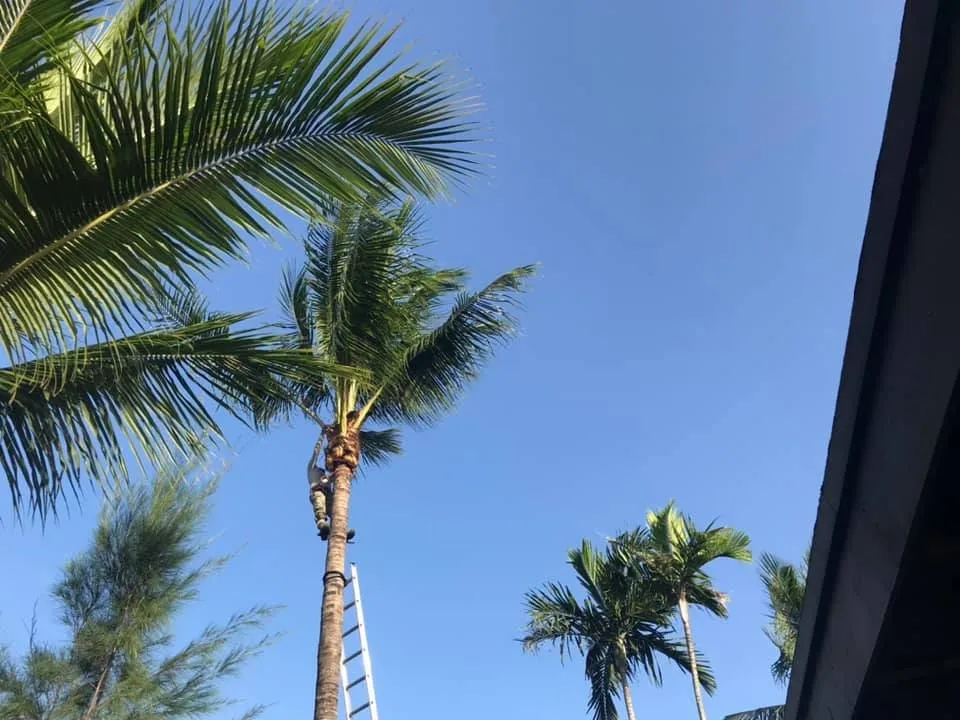 Top-rated yard maintenance in Miami, FL by Miami Lawnlux