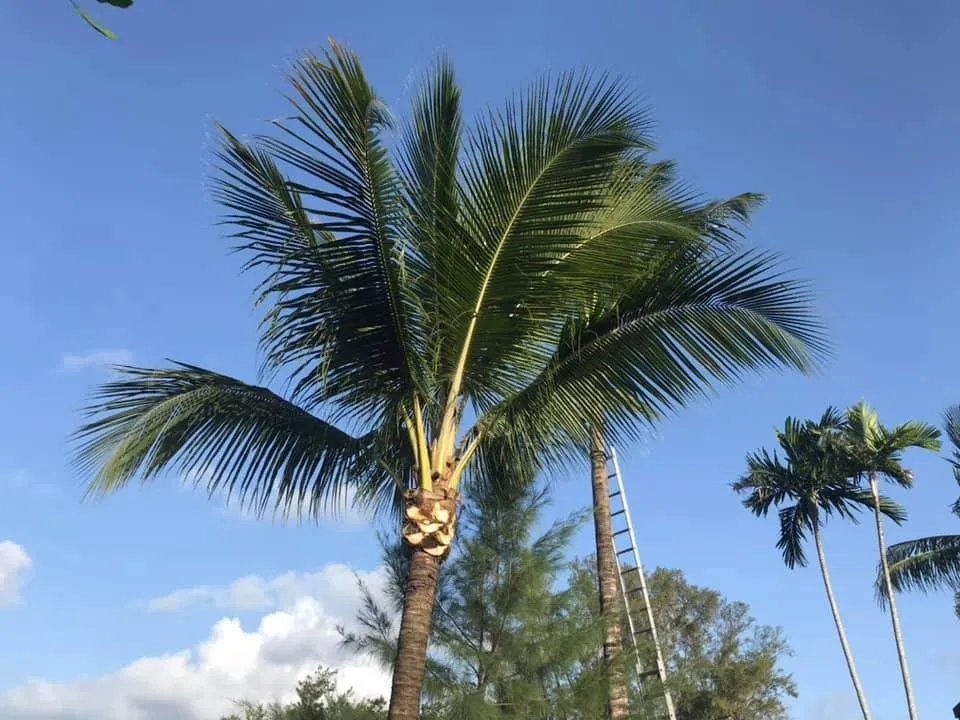 Reliable yard cleanup service in Miami, FL by Miami Lawnlux