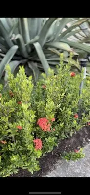 Miami Paradise Landscaping Logo