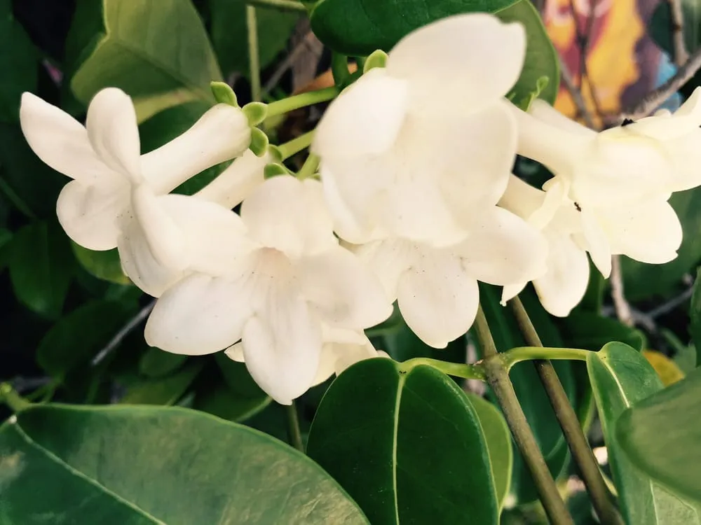 Local yard maintenance in North Miami, FL by Miami Shores Landscape