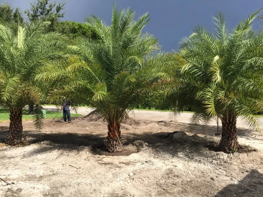 Local landscape design in North Miami, FL by Miami Shores Landscape