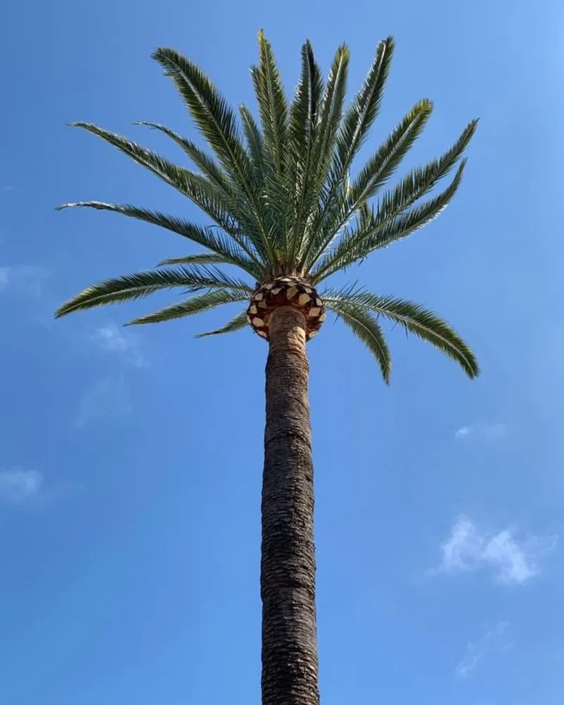 Local residential landscaping in Medley, FL by Miami Tree Crew