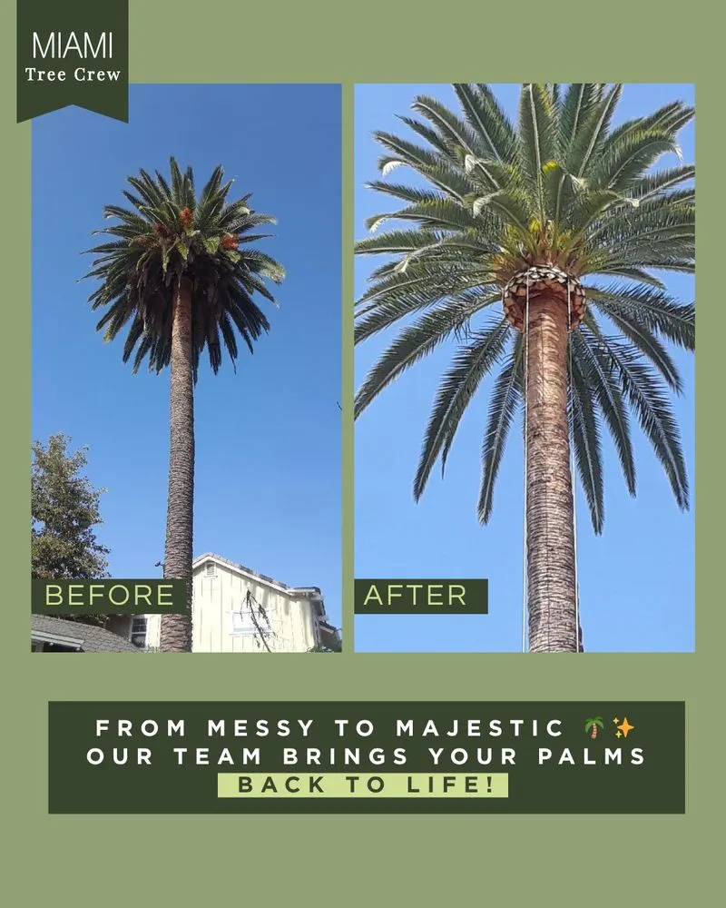 Top-rated yard cleanup service for outdoor upgrades across Medley, FL - Miami Tree Crew