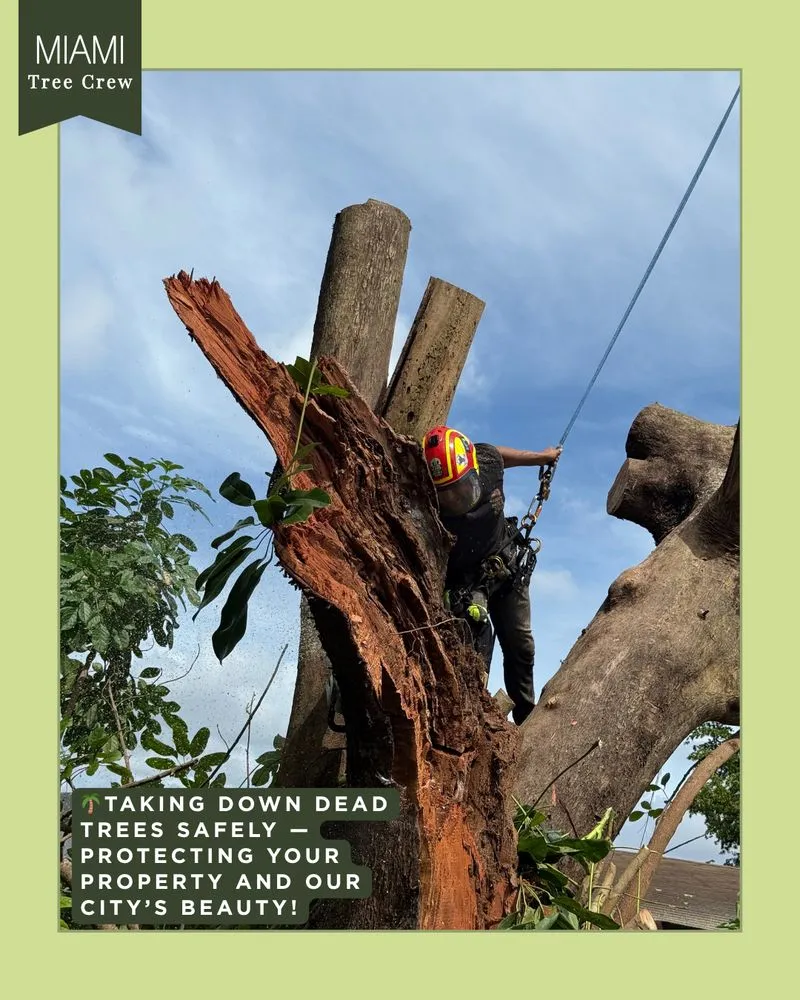 Custom yard cleanup service for residential properties in Medley, FL by Miami Tree Crew