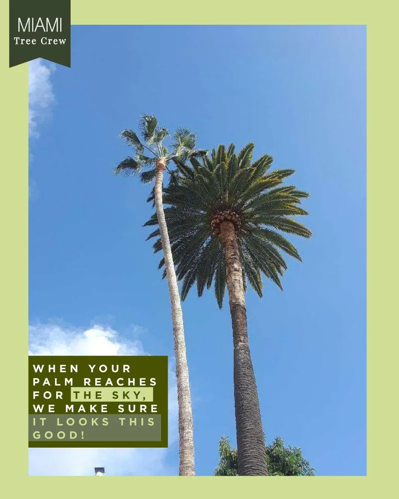 Professional landscape installation experts serving Medley, FL - Miami Tree Crew