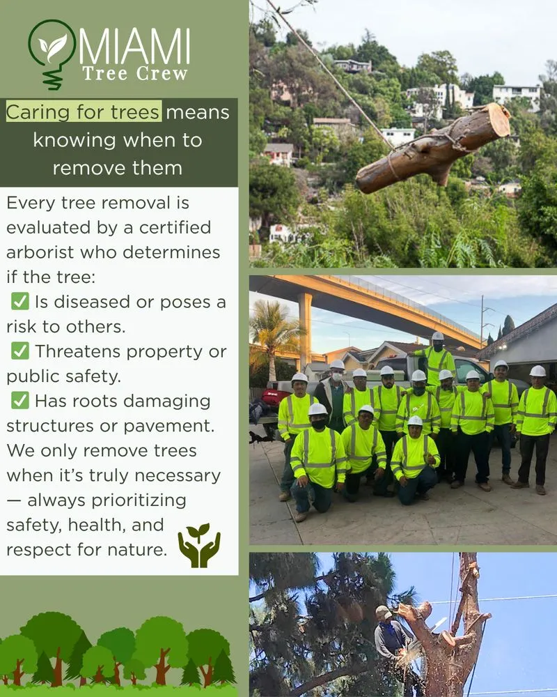 Trusted yard maintenance experts serving Medley, FL - Miami Tree Crew