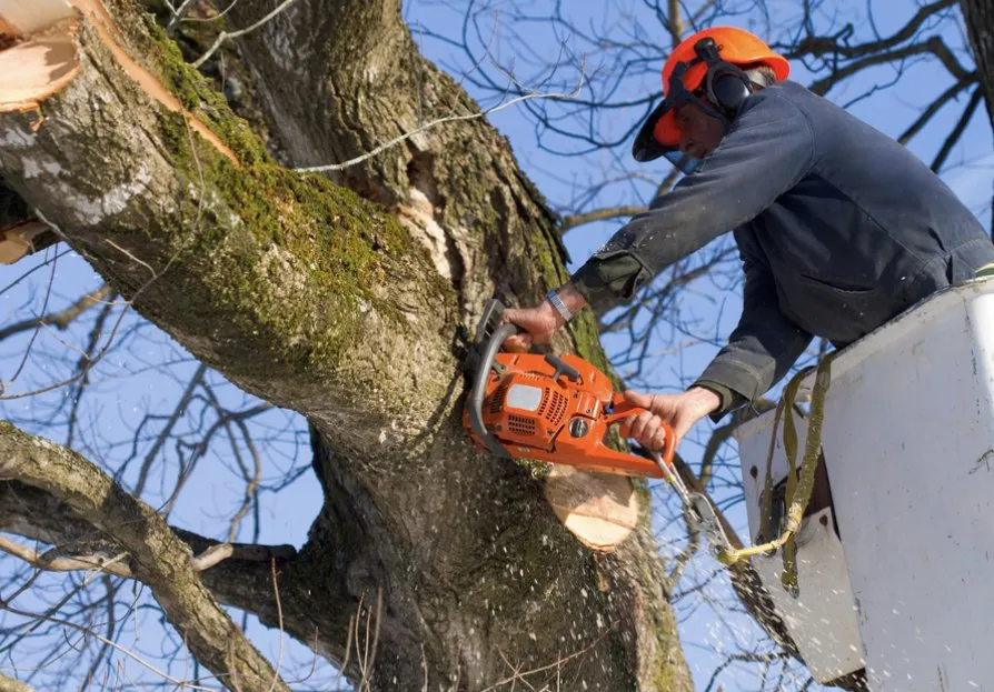 Professional outdoor landscaping for year-round maintenance across Miami, FL - Miami Tree Trim
