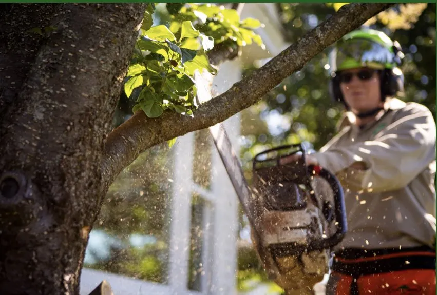 Professional outdoor landscaping in Miami, FL by Miami Tree Trim