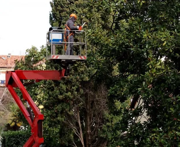 Expert yard cleanup service in Miami, FL - Miami Tree Trim