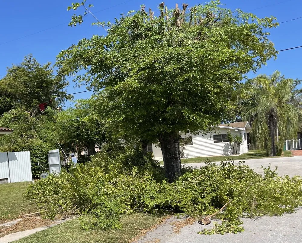 Reliable landscape design in Miami, FL by Miami Tree Trim