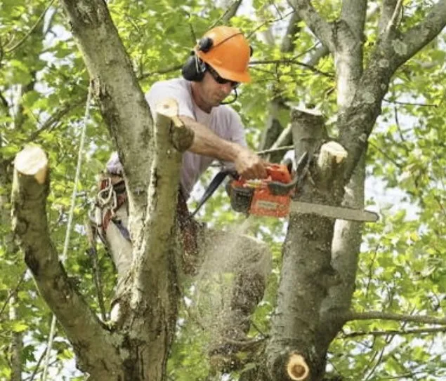 Local landscape installation for residential properties in Miami, FL by Miami Tree Trim