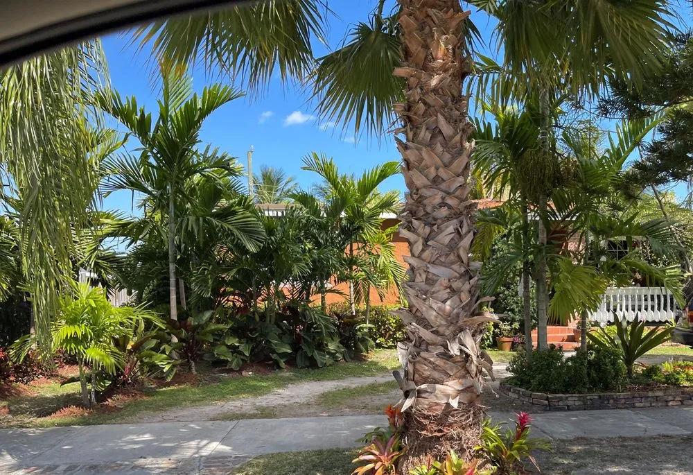 Trusted yard cleanup service in Miami, FL - Miami Tree Trim