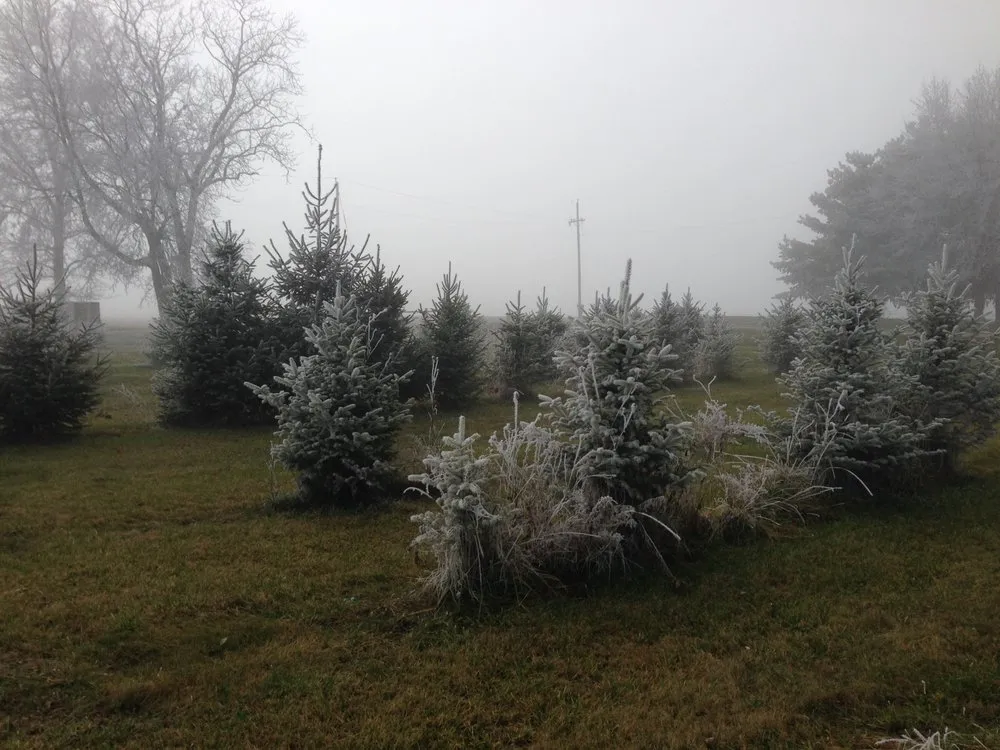 Trusted residential landscaping in Cedarville, OH - Miami Valley Tree Farm