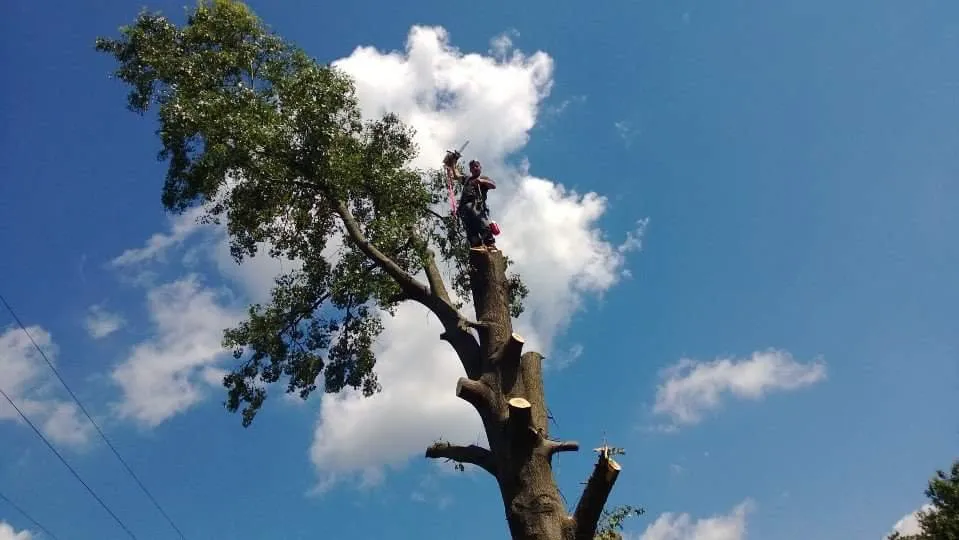 Top-rated lawn care service for residential properties across South River, NJ - Mic Maintenance