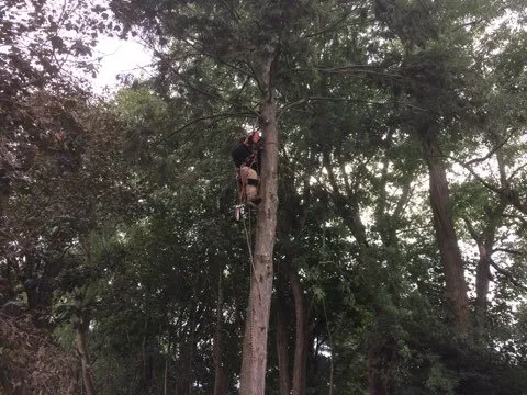 Reliable lawn care service in South River, NJ by Mic Maintenance