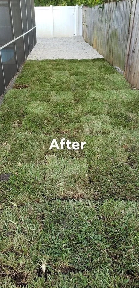 Professional yard cleanup service in Gulfport, FL - Michael Bosch Landscaping