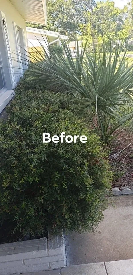 Expert yard cleanup service experts serving Gulfport, FL - Michael Bosch Landscaping