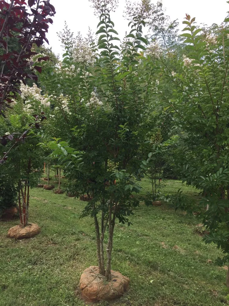 Local landscape design for beautiful yards in Conshohocken, PA by Michael Friel Landscaping