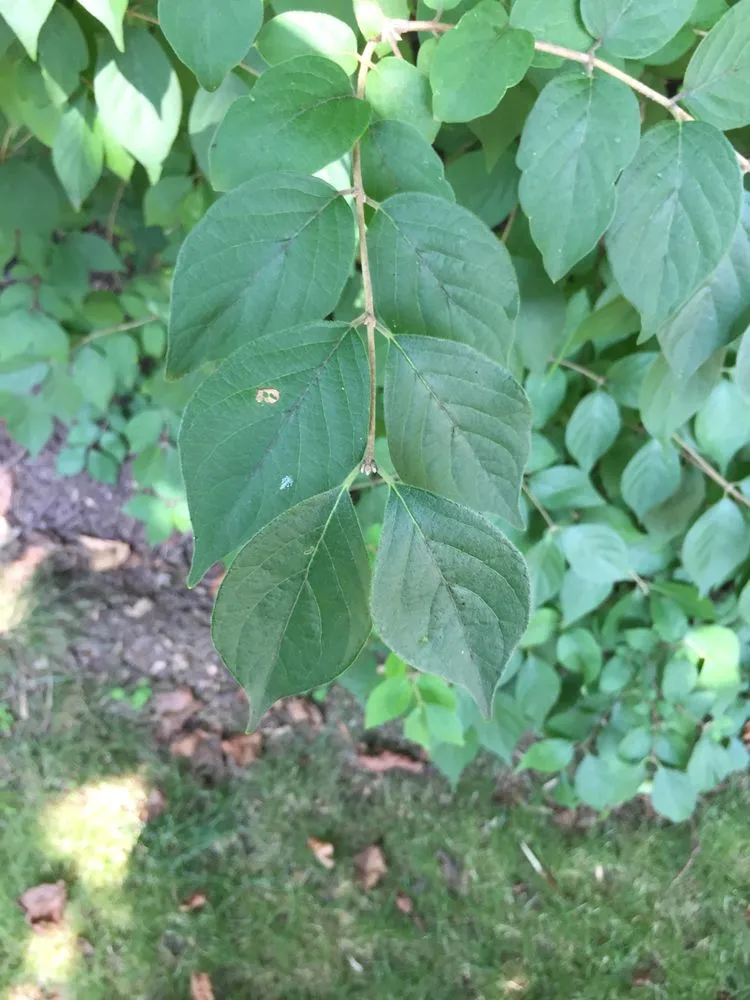 Affordable landscape installation in Conshohocken, PA by Michael Friel Landscaping