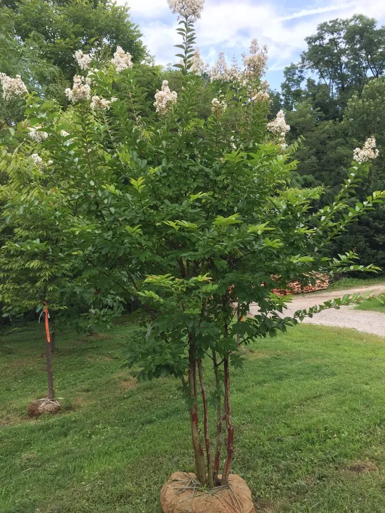 Reliable outdoor landscaping for beautiful yards in Conshohocken, PA by Michael Friel Landscaping