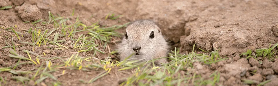 Custom yard maintenance in San Mateo, CA by Michael King Gardening Service