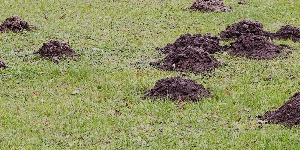 Custom lawn care service in San Mateo, CA by Michael King Gardening Service