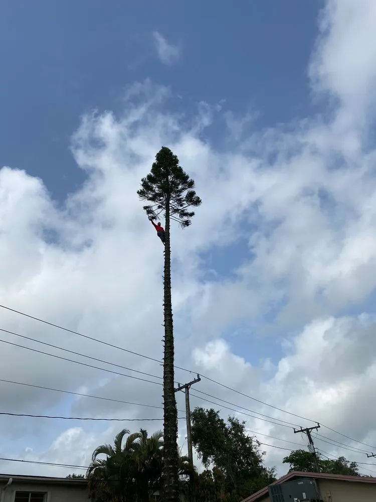 Trusted lawn mowing service experts serving Tamarac, FL - Michael Landscaping