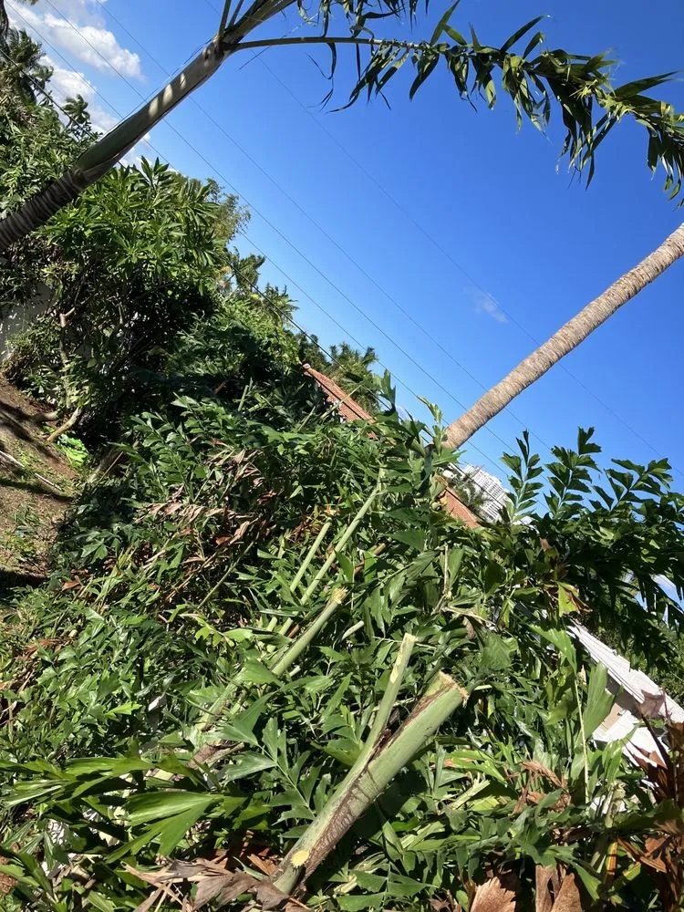 Local lawn care service for beautiful yards across Tamarac, FL - Michael Landscaping