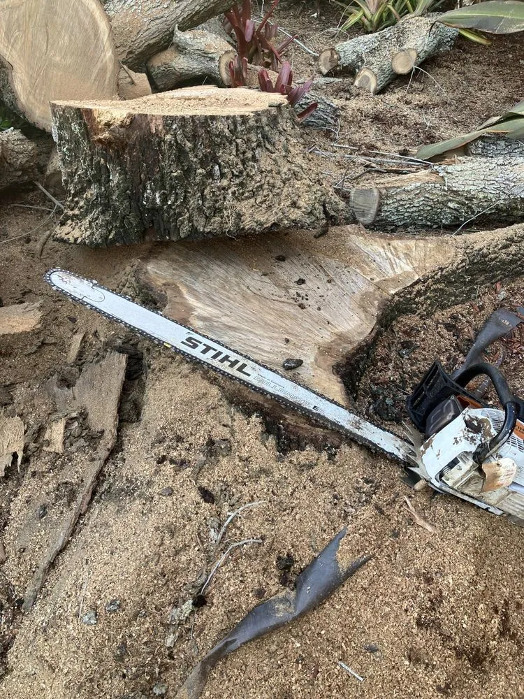 Top-rated yard cleanup service in Tamarac, FL by Michael Landscaping