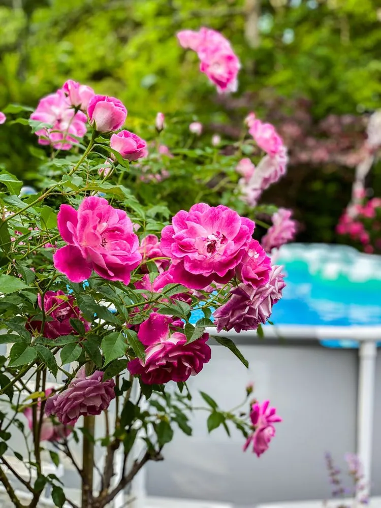 Expert yard maintenance experts serving Brewster, MA - Michael Santos Irrigation