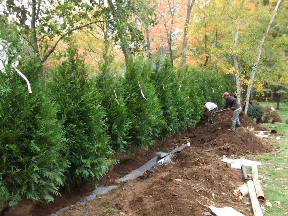 Expert yard maintenance in Greenwich, CT by Michael Sinisi & Son