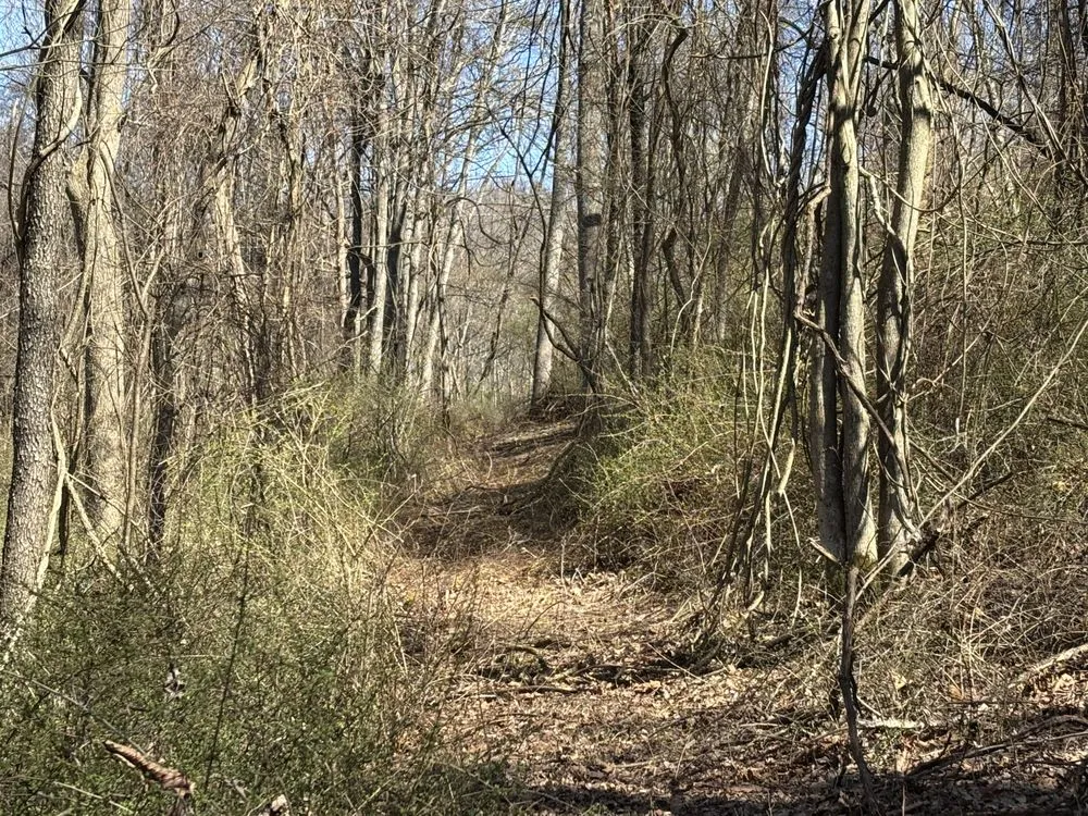 Affordable landscaping services for outdoor upgrades across Fairmont, WV - Michael's Green Landscape services