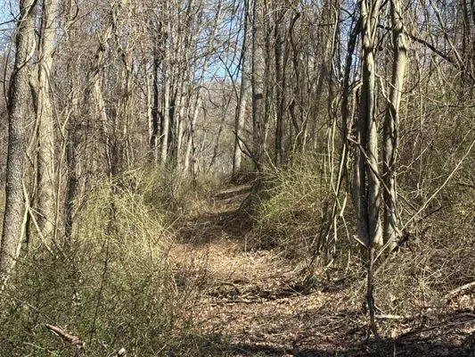 Michael's Green Landscape services