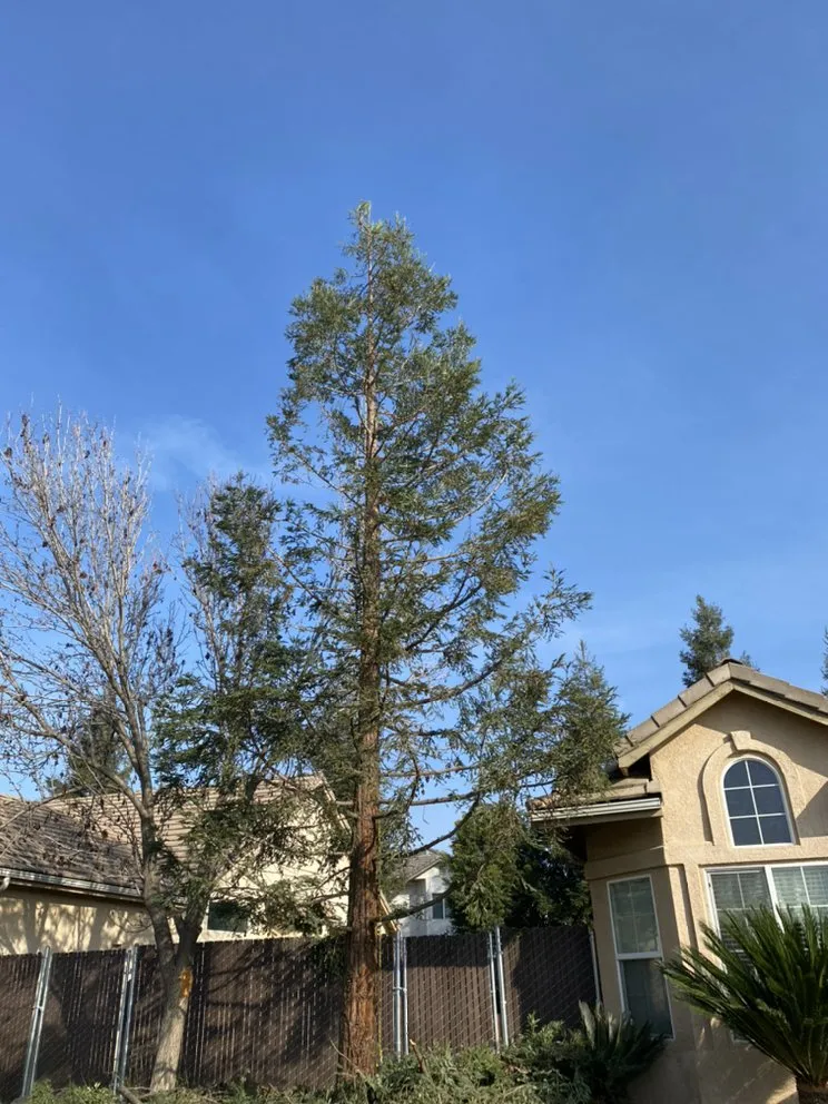 Trusted garden landscaping near you across Clovis, CA - Michael’s Landscape and Maintenance Services