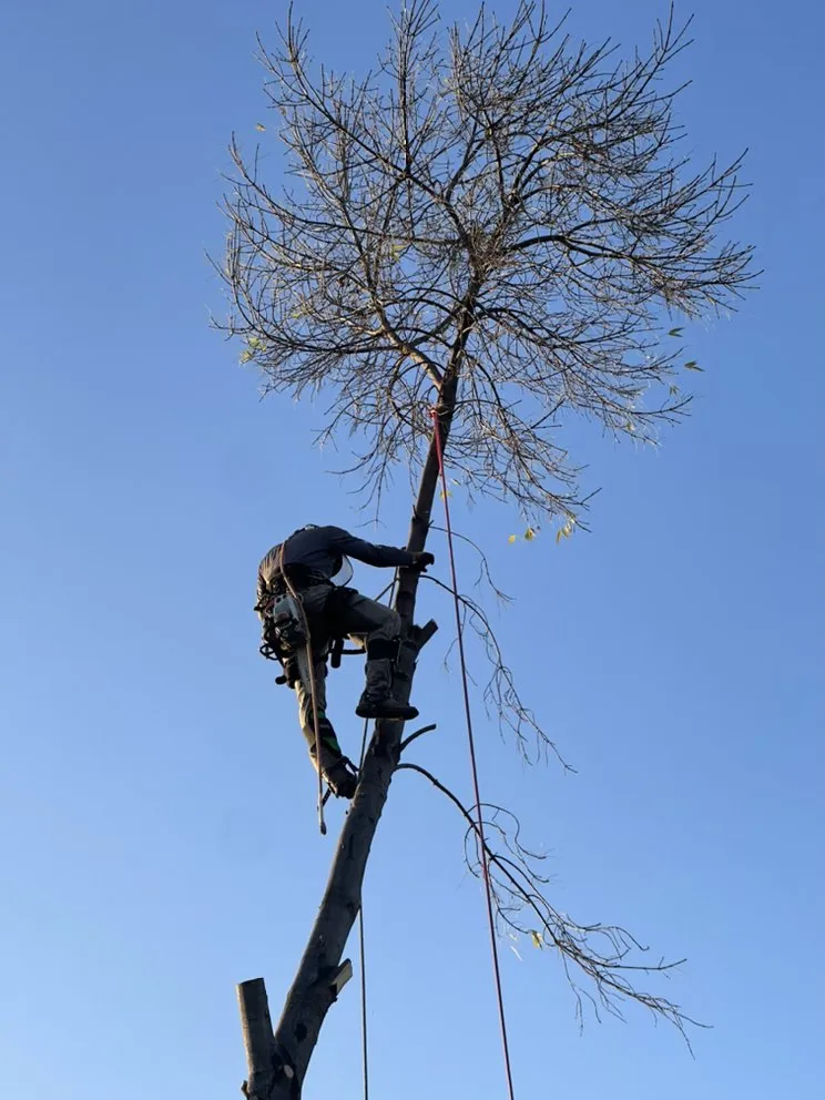Local lawn care service near you across Clovis, CA - Michael’s Landscape and Maintenance Services