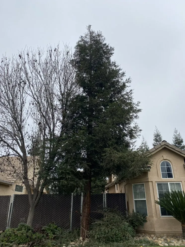 Local lawn mowing service in Clovis, CA by Michael’s Landscape and Maintenance Services