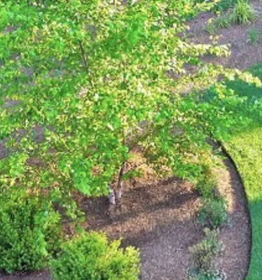 Michaels lawn care Logo