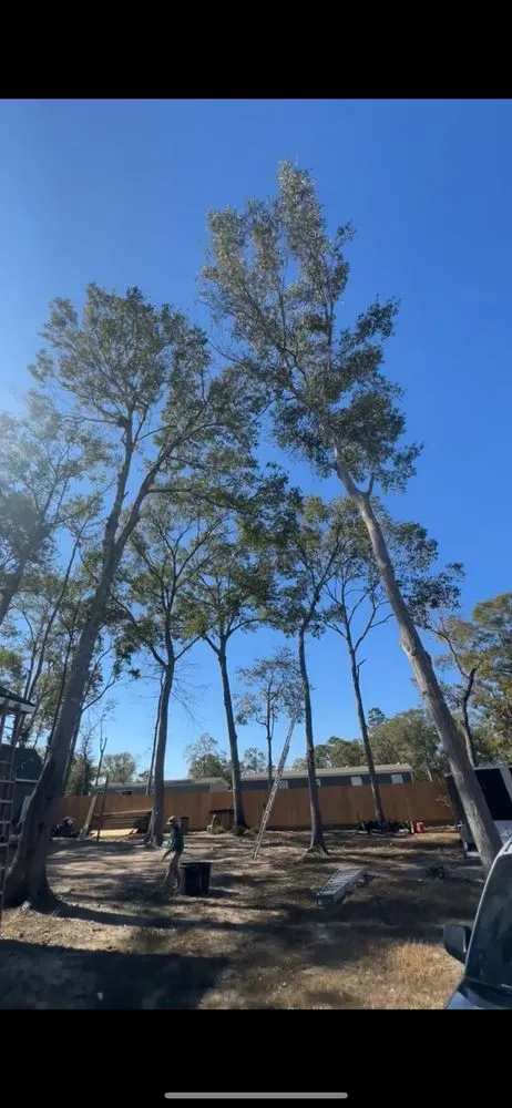 Professional landscape installation in Cut and Shoot, TX by Michaels Lawn Care