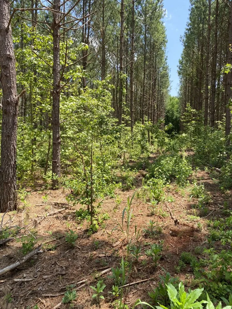 Affordable lawn care service for homes in Denton, NC by Michael’s Mowing & More