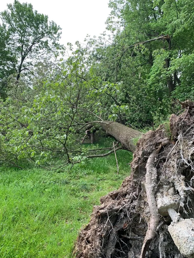 Local outdoor landscaping in Falls Church, VA - Michael’s Services