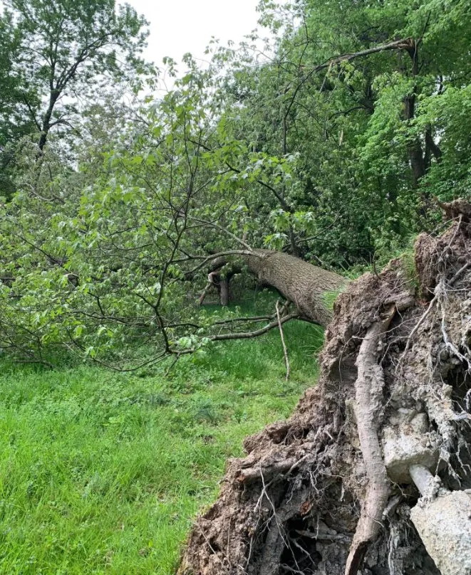 Reliable landscape installation in Falls Church, VA by Michael’s Services