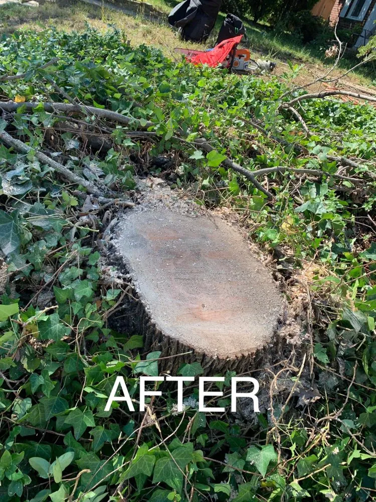 Professional lawn mowing service with custom design across Falls Church, VA - Michael’s Services